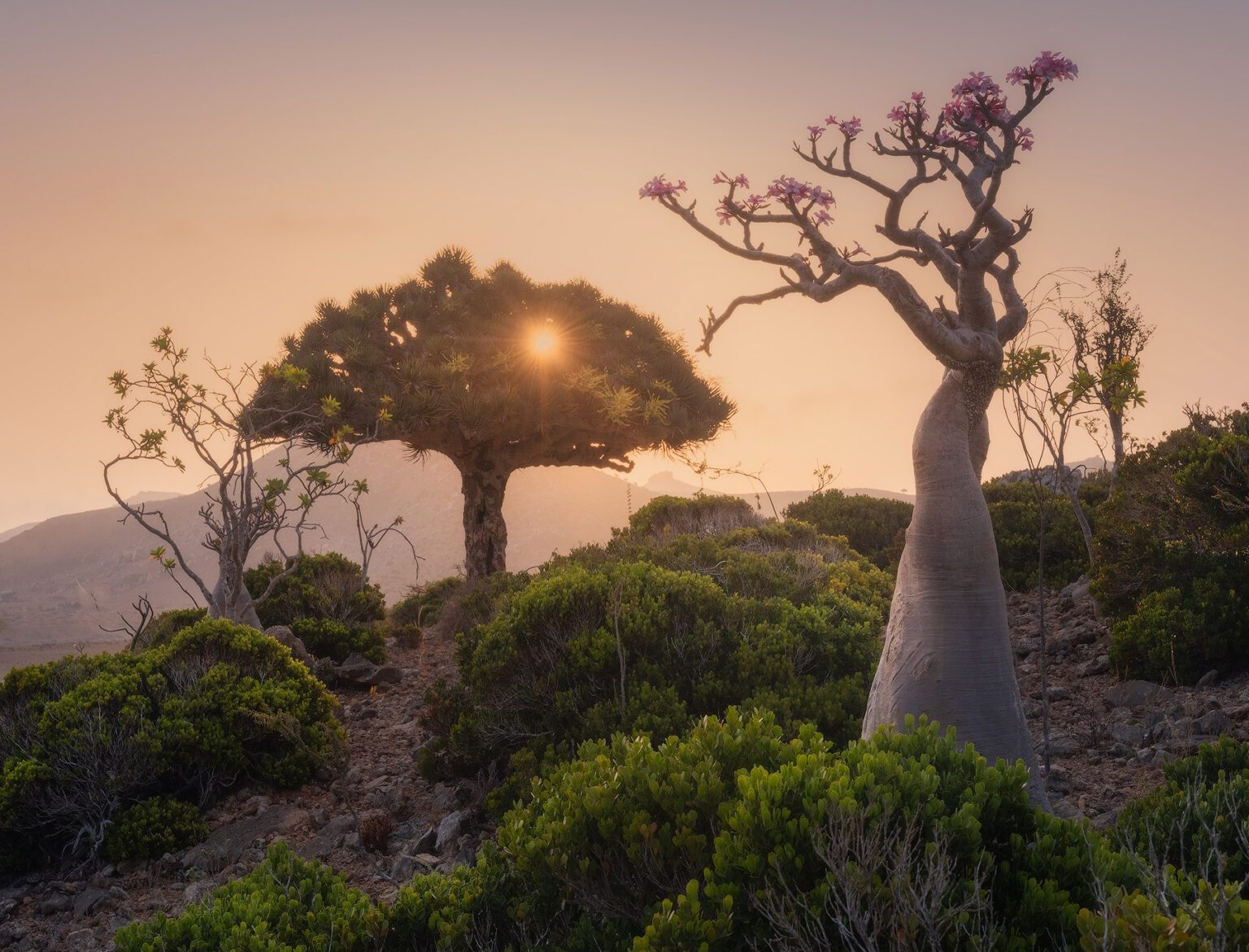 Giới thiệu về hòn đảo Socotra