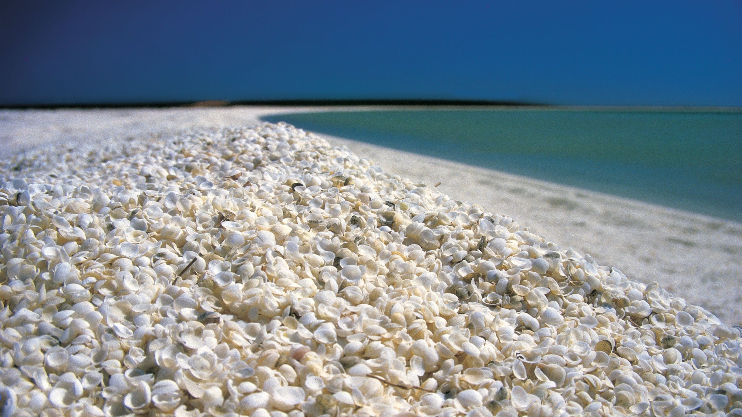 Vỏ sò ở Shell Beach