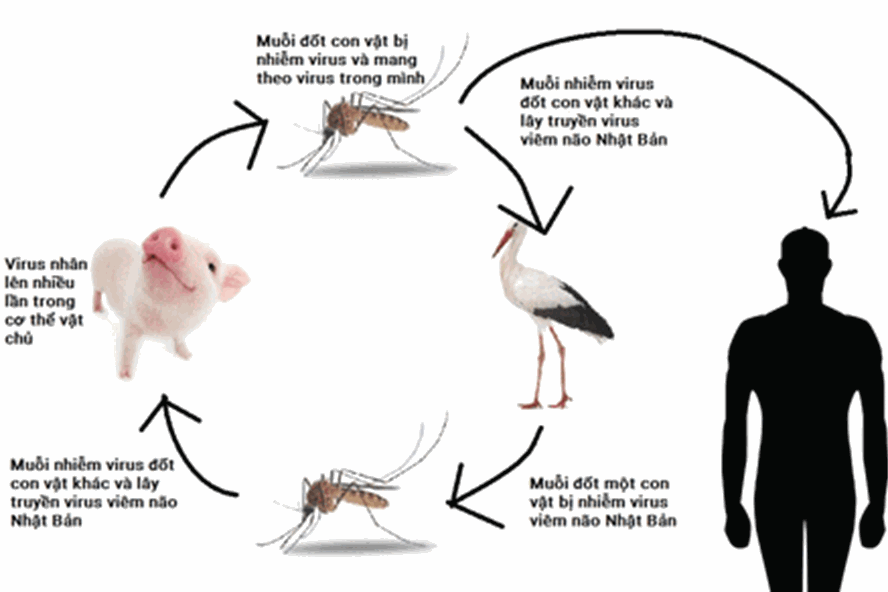 Nguyên nhân gây ra bệnh viêm não Nhật Bản