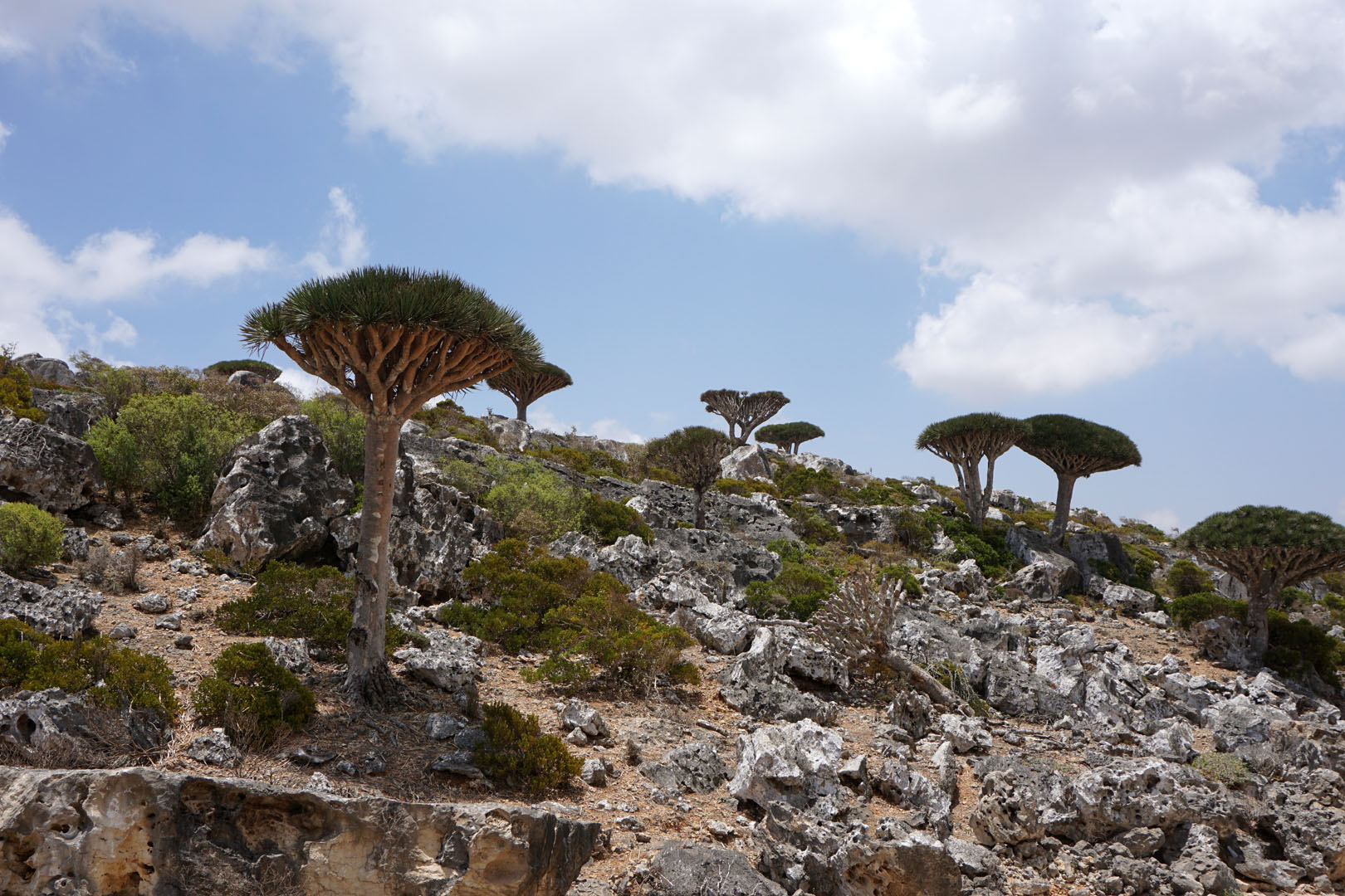 Socotra - Hòn đảo ngoài hành tinh tại Ấn Độ Dương