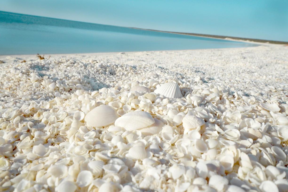 Bãi biển vỏ sò Shell Beach ở phía Tây Australia